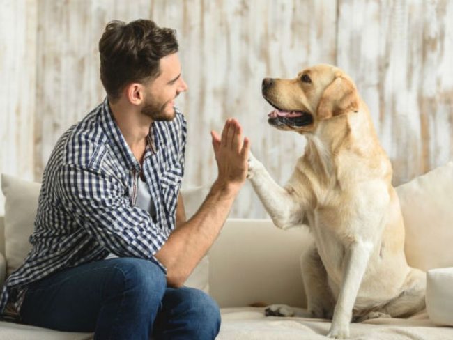 “Patentino” per possessori di cane