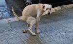 Non ha raccolto le deiezioni del suo cane: filmata e multata a Olgiate