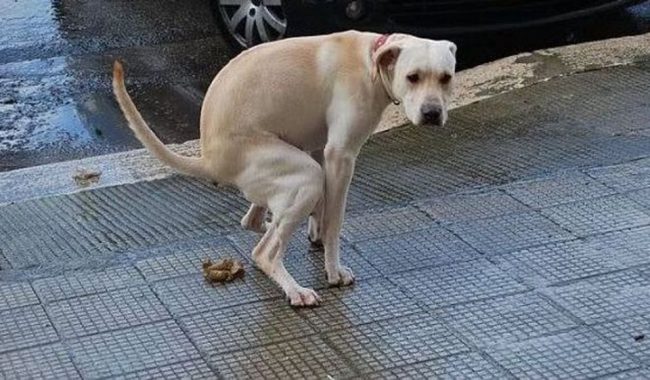 Non ha raccolto le deiezioni del suo cane: filmata e multata a Olgiate