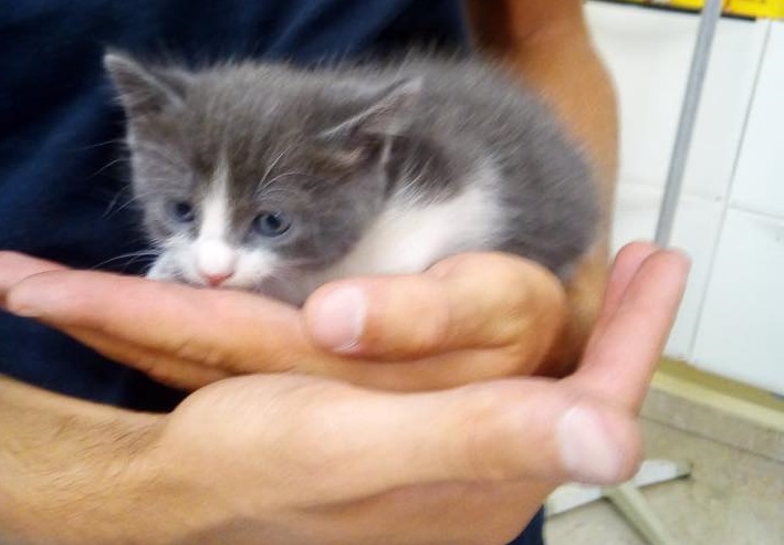 Gettano gattini dell’auto, è caccia ai padroni senza cuore