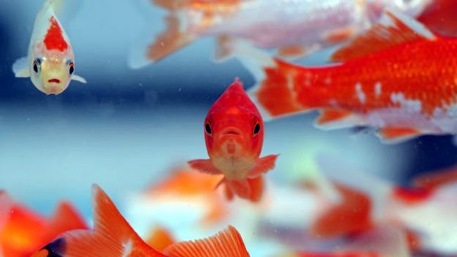 Non solo cani: pesci rossi abbandonati ad agosto, serve un acquario pubblico