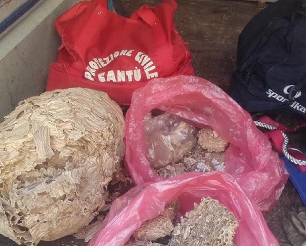 Rimozione nidi di vespe e calabroni: Protezione Civile di Cantù impegnatissima FOTO