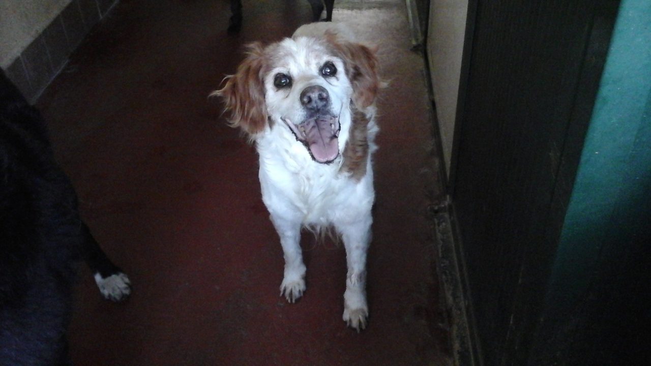 La meravigliosa mente del cane