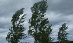 Raffiche di vento a Como: una pianta cade su un'auto, diverse strade chiuse