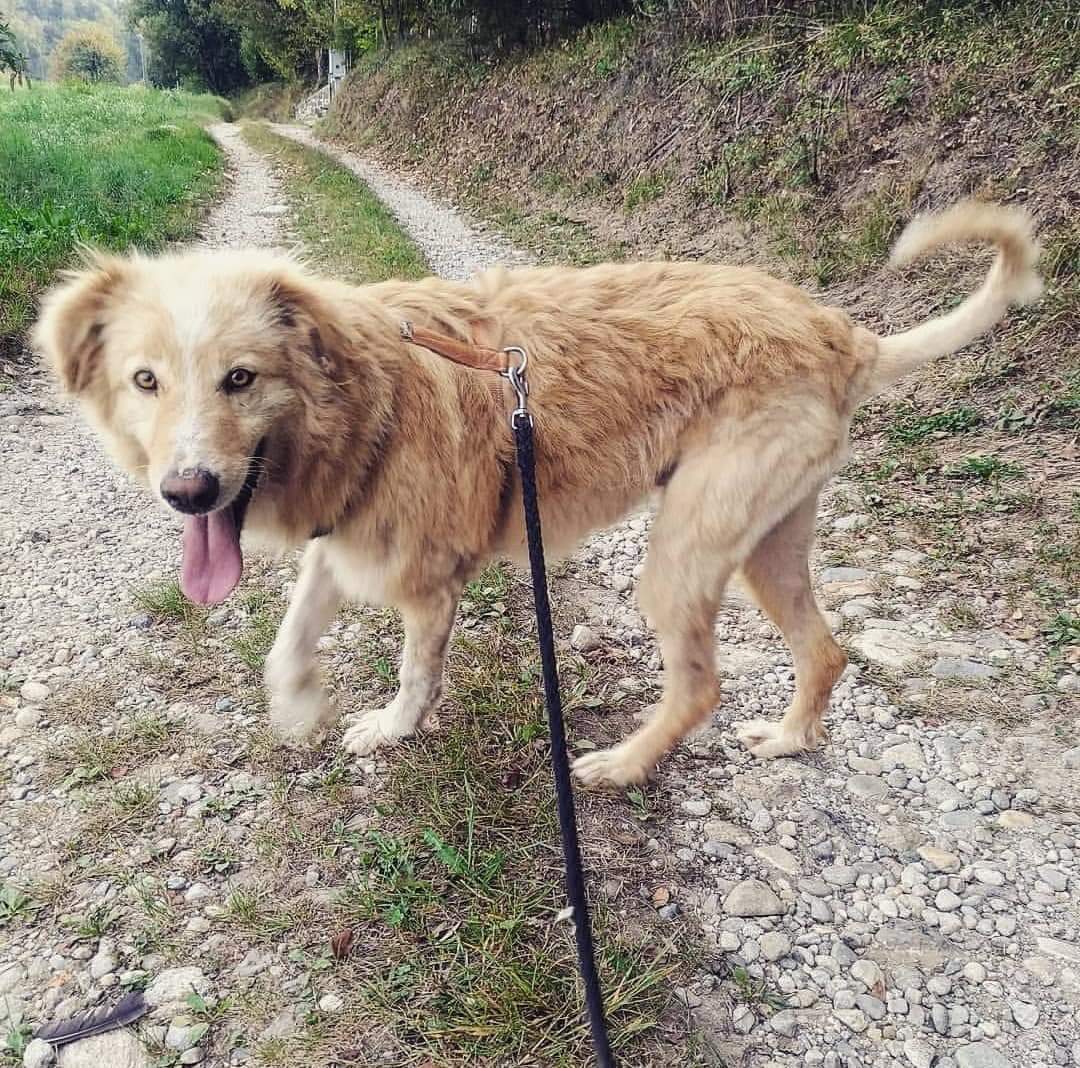 Canile lancia appello per adottare Prince