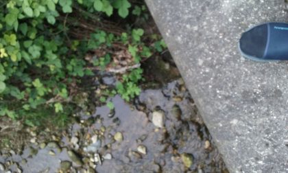 Febbre del Nilo: "Una zanzara egiziana tutta carughese"