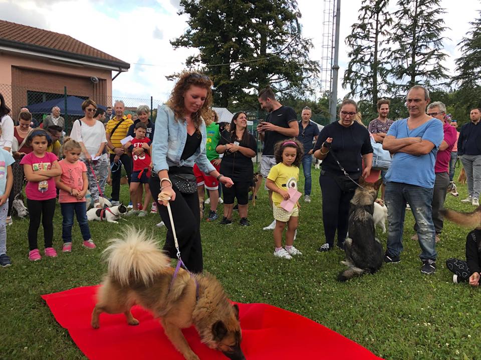 Sfilata di cani idea vincente premiata dal pubblico VIDEO