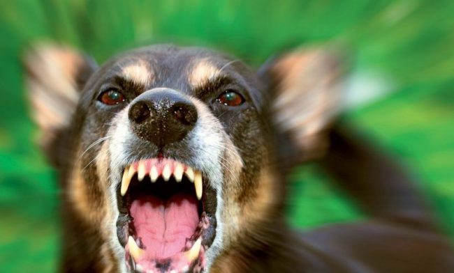 Morso da un cane ad Arosio, il Codacons: “Serve il patentino per chi possiede cani pericolosi”