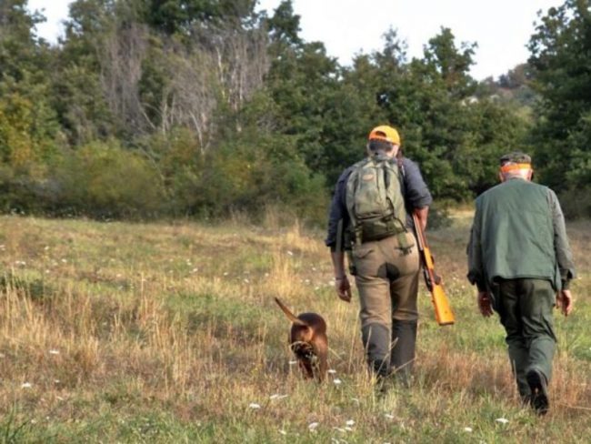 Emergenza cinghiali, il sindaco di Locate: “Chiudiamo il Parco e uccidiamoli”
