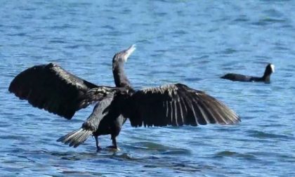 Via libera all'abbattimento dei cormorani nel Lecchese e nel Comasco