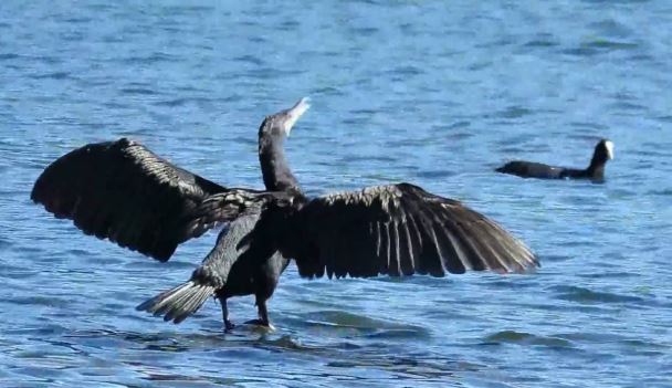 Via libera all’abbattimento dei cormorani nel Lecchese e nel Comasco