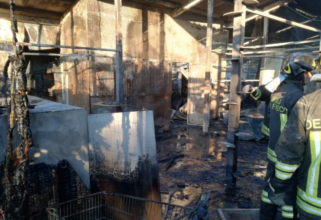 Viaggio all’interno del gattile milanese divorato dalle fiamme VIDEO
