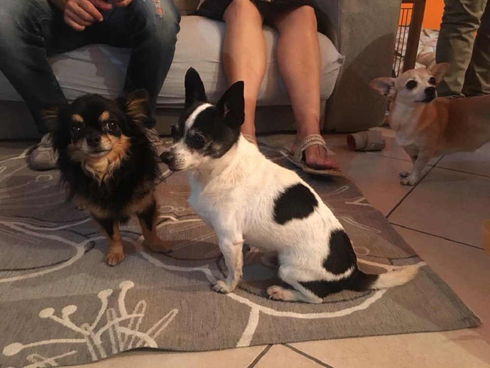 Famiglia di Binago ritrova il cane dopo 4 anni: Pepe è tornato a casa
