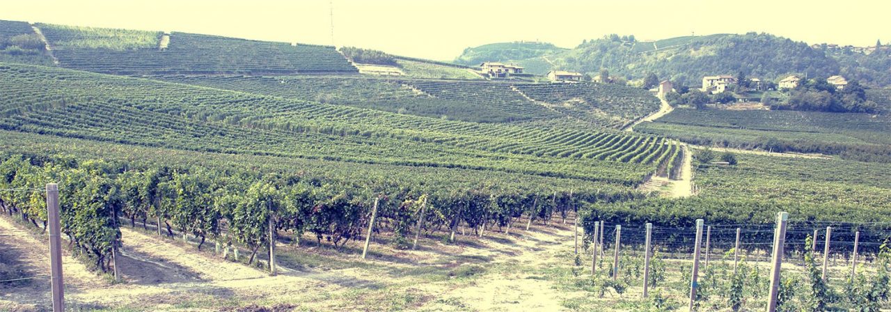 Quattro cantine in quattro mesi con l’enologo Smorgon