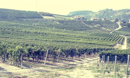 Quattro cantine in quattro mesi con l'enologo Smorgon