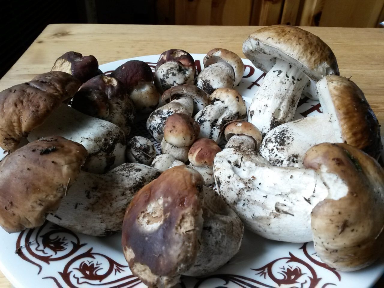 Boom di funghi nel Comasco: sarà un’ottima annata per i cercatori