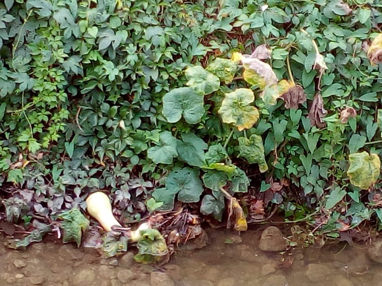 Altro che pesci, nel Lura spunta una zucca