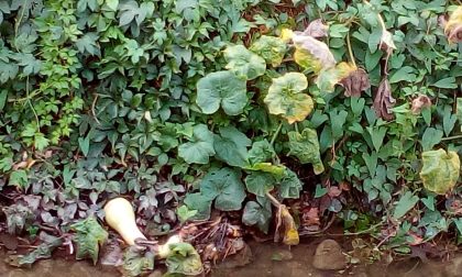 Altro che pesci, nel Lura spunta una zucca