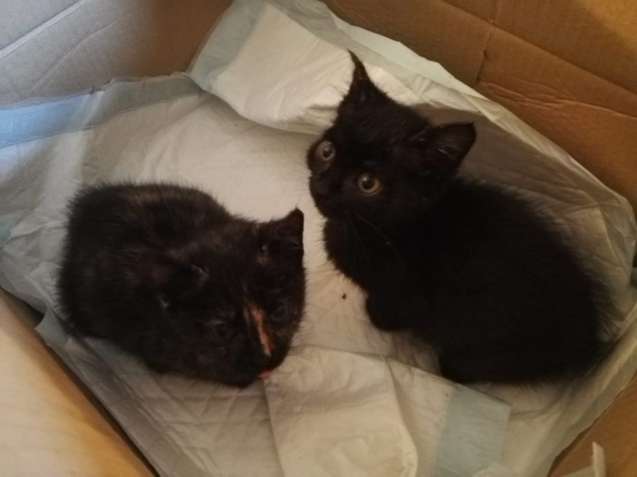 Salvati gattini a Cabiate. Erano in una scatola sigillata