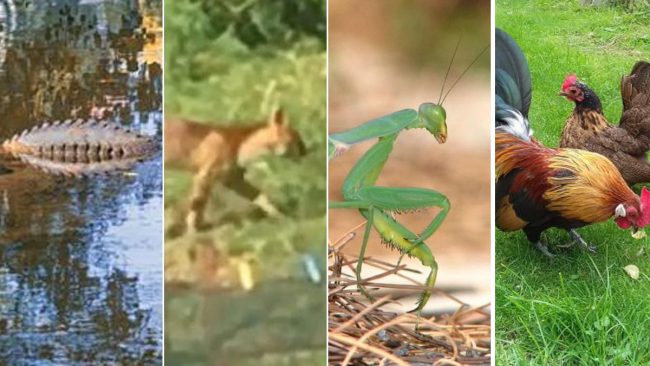 Il puma comasco, il coccodrillo varesino e… altri animali mitologici