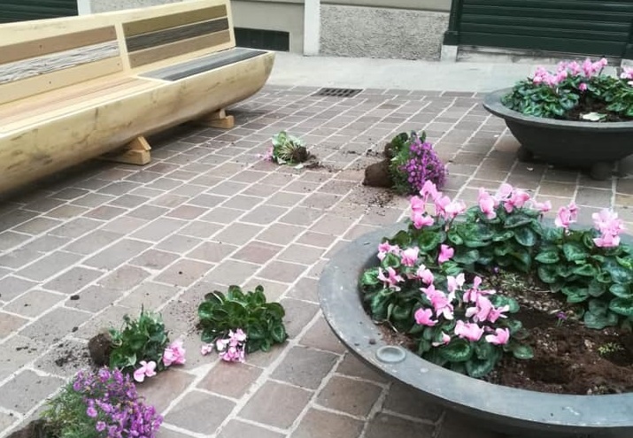 Inciviltà Cantù i vandali distruggono le fioriere FOTO