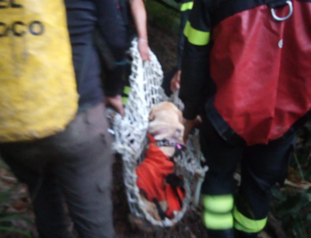 Cane precipita in una grotta: salvata dai Vigili del Fuoco