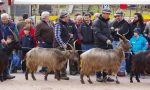 Torna la fiera della capra orobica (è il miglior animale... dopo la donna) VIDEO