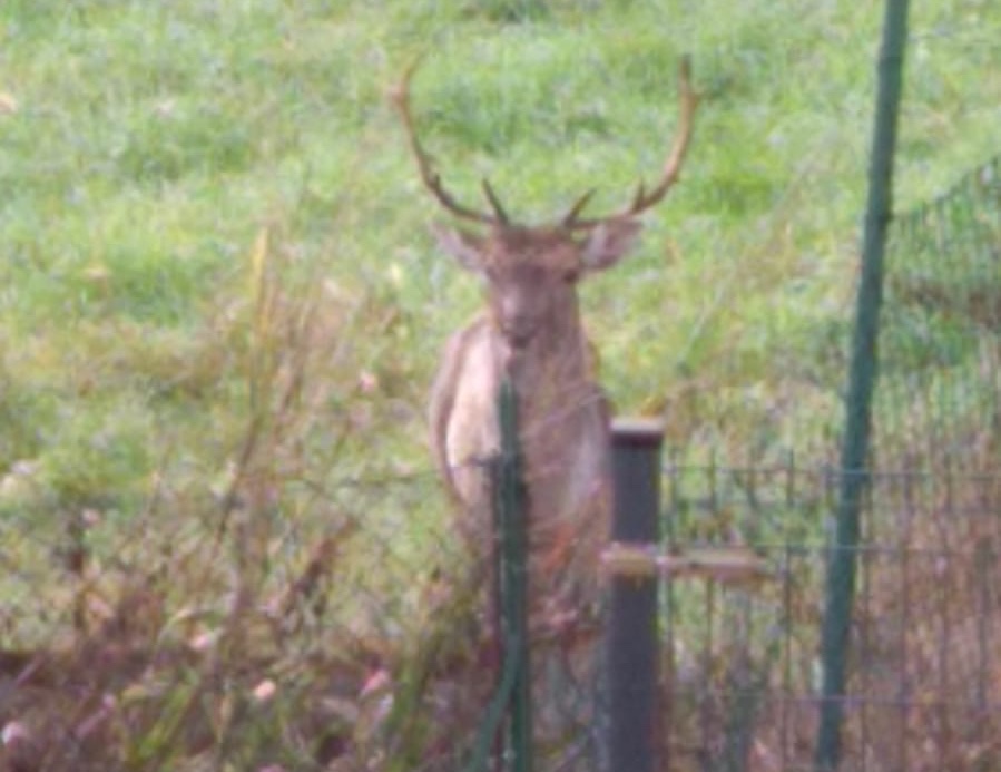 Sorpresa: a tu per tu con un daino