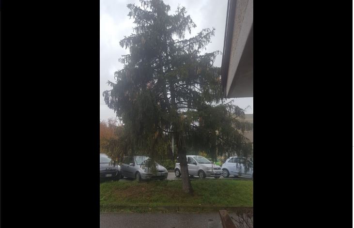 Lipomo albero pericolante in via Cantaluppi