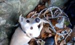 Cane ritrovato sano e salvo: era sparito da cinque giorni