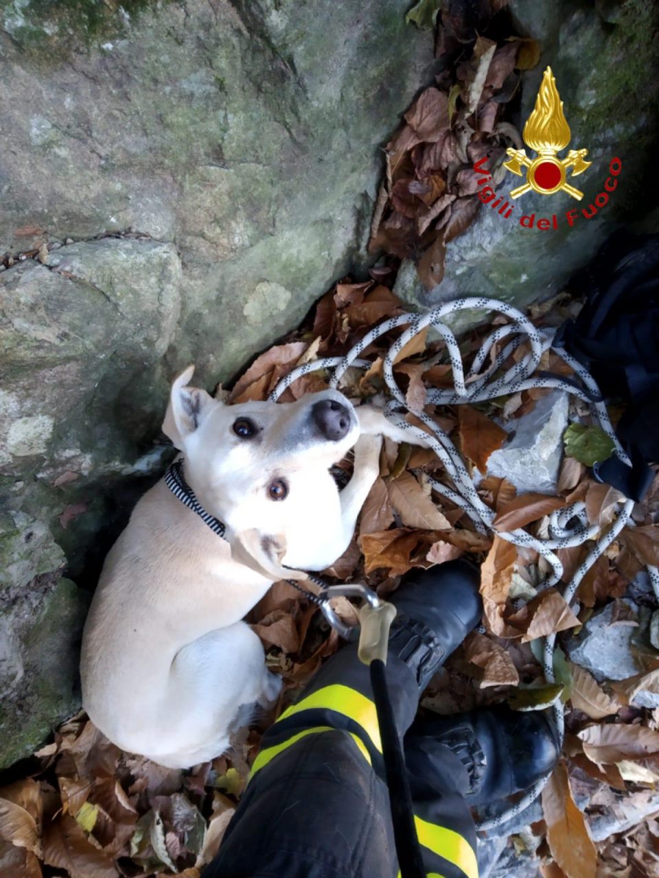 Cane ritrovato sano e salvo: era sparito da cinque giorni