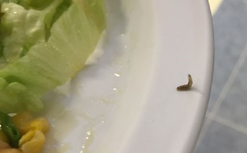 Verme nel piatto alla primaria di Grandate. L’azienda: “Un baco da insalata”