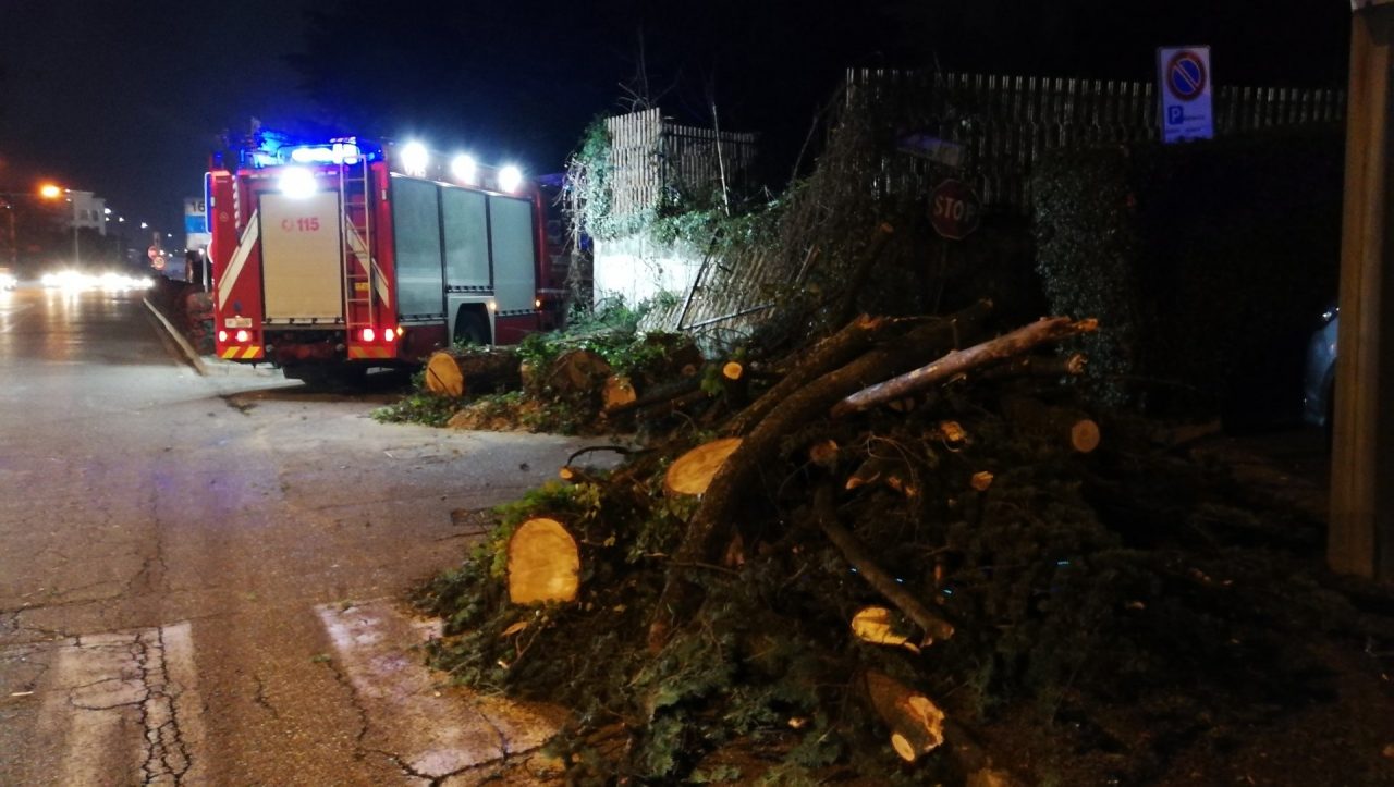 Cade una pianta sulla Statale dei Giovi a Grandate FOTO