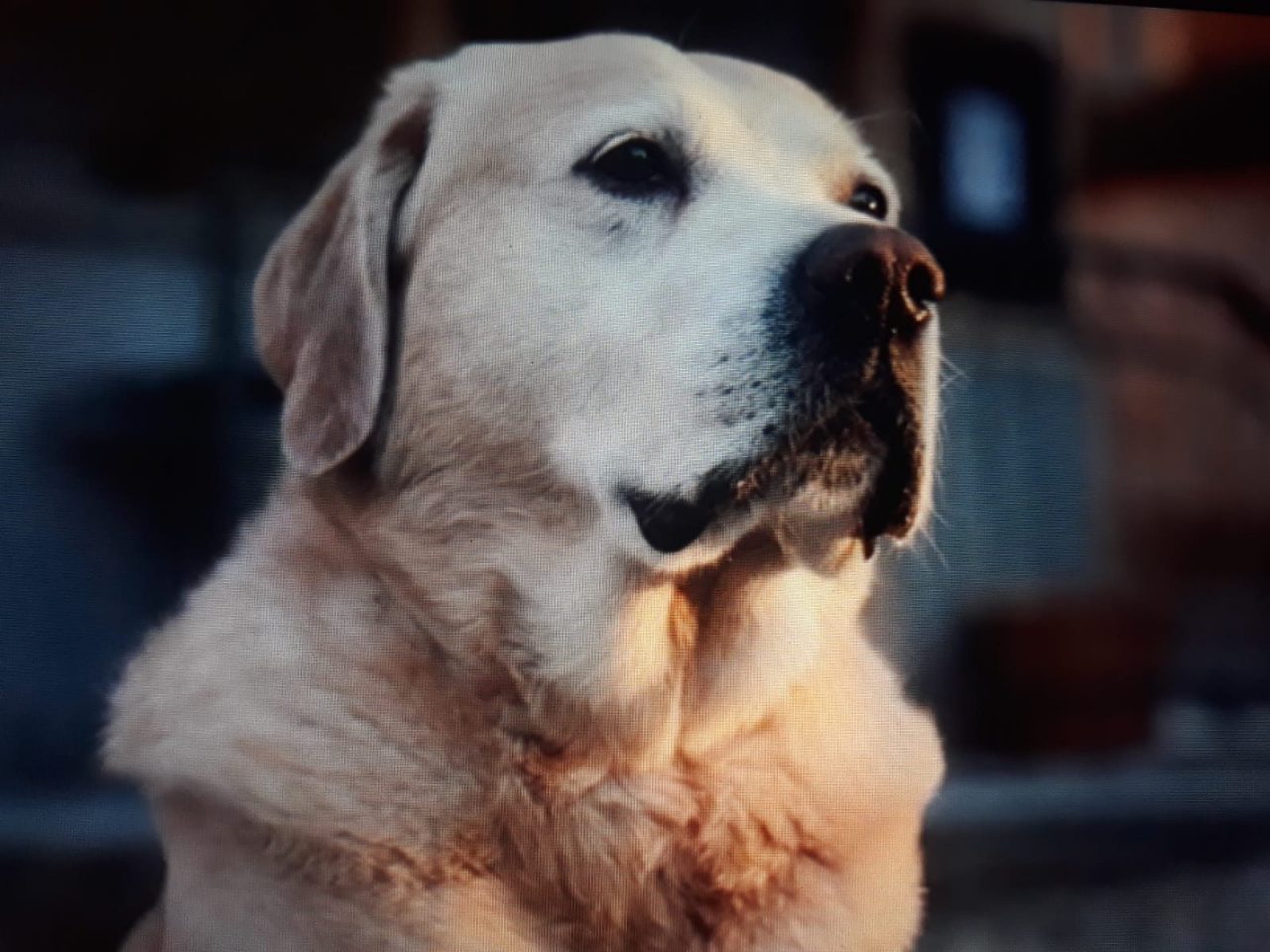 Labrador di Bellagio protagonista in tv