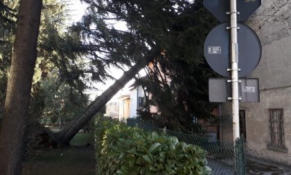 Vento forte e tanti danni nel Comasco: tavolini volanti e alberi caduti FOTO E VIDEO
