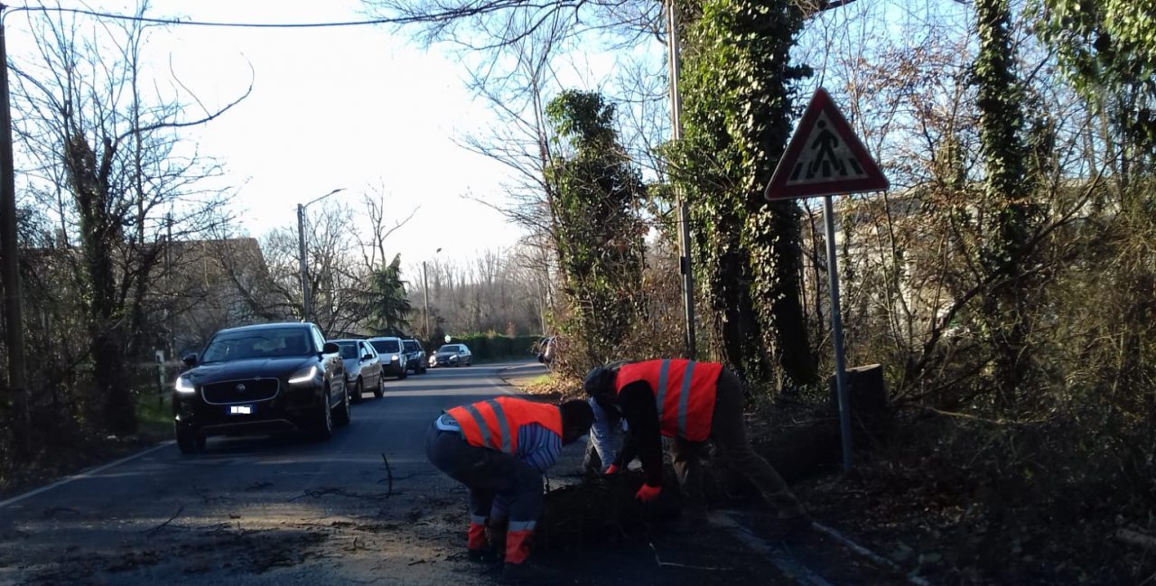Lavori a Mariano: un tronco invade la carreggiata FOTO