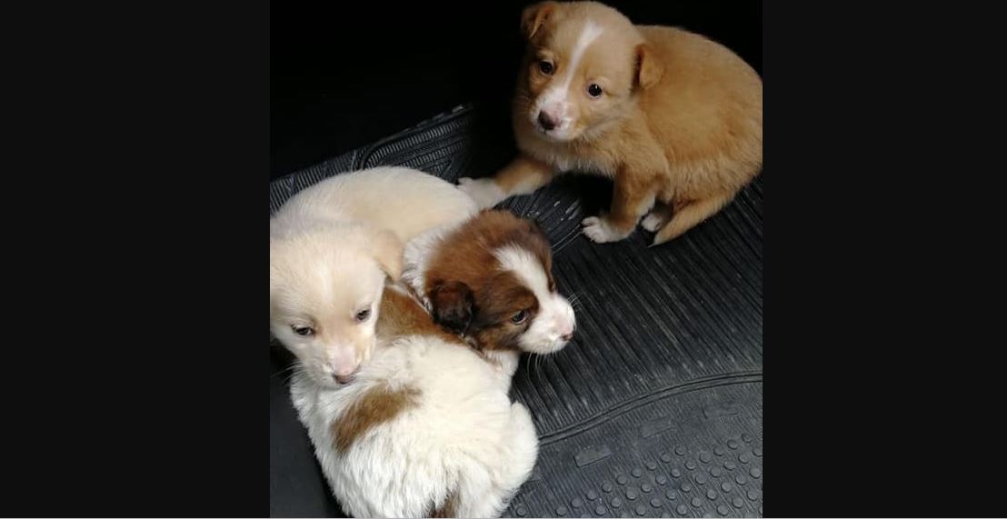 Cagnolini abbandonati in Calabria, canturina lancia appello per adottarli