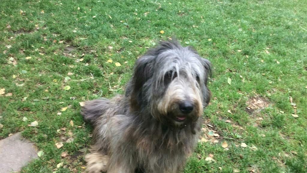 Spaventato dai botti il cane scappa. Ora le ricerche a Mariano Comense
