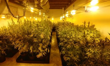 Piccola coltivazione di marijuana casalinga... solo 316 piante! VIDEO