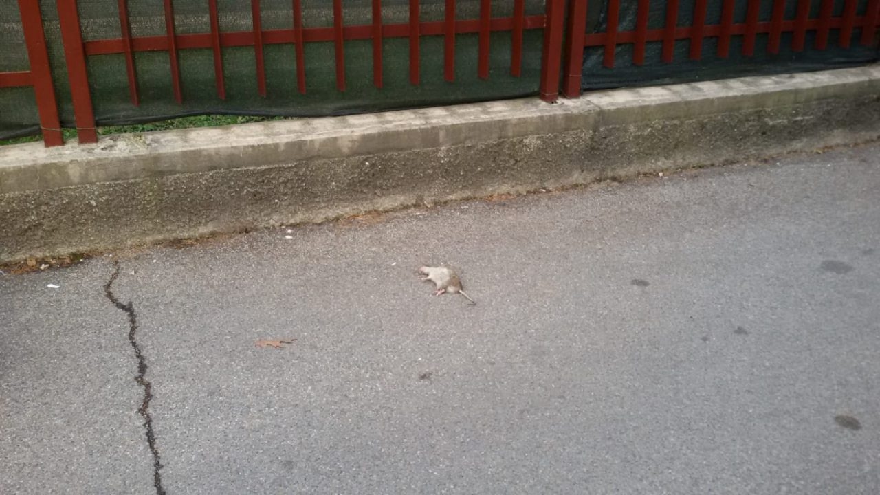 Degrado Cantù topo morto davanti alla scuola