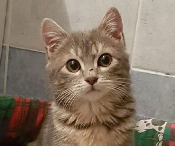 Morta Noel, la gatta trovata in un tombino