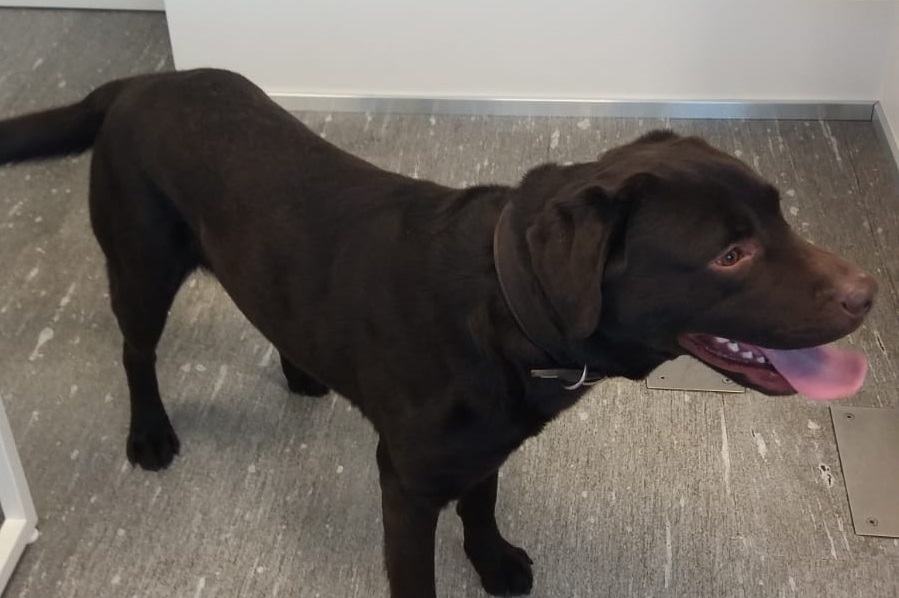 Perde il portafogli ma a ritrovarlo ci pensa il cane detective