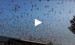 Gli Uccelli di Hitchcock? No sono i cieli della Brianza lecchese VIDEO