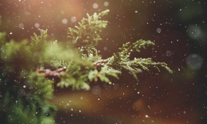 Una mostra degli alberi di Natale più belli, ma sui social: l'iniziativa di Prima Como