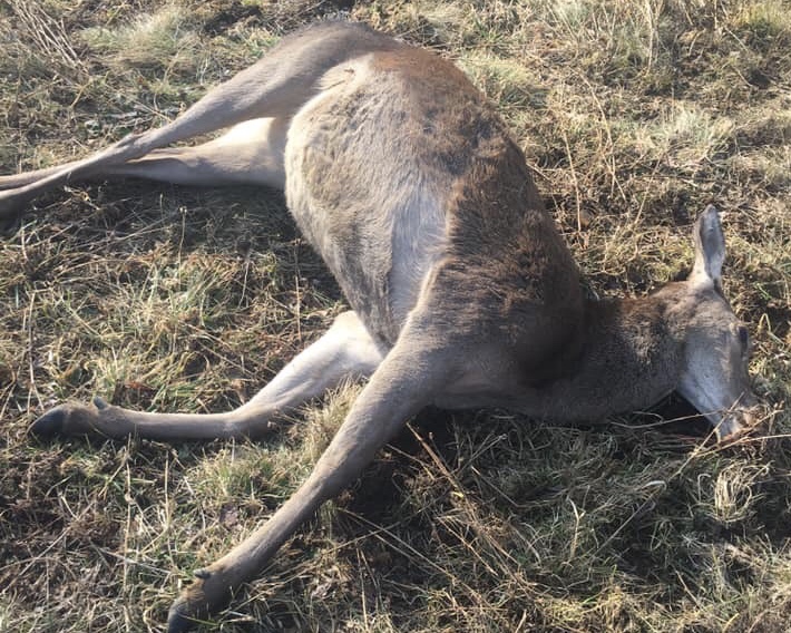 Cerva investita trovata morta sulla strada