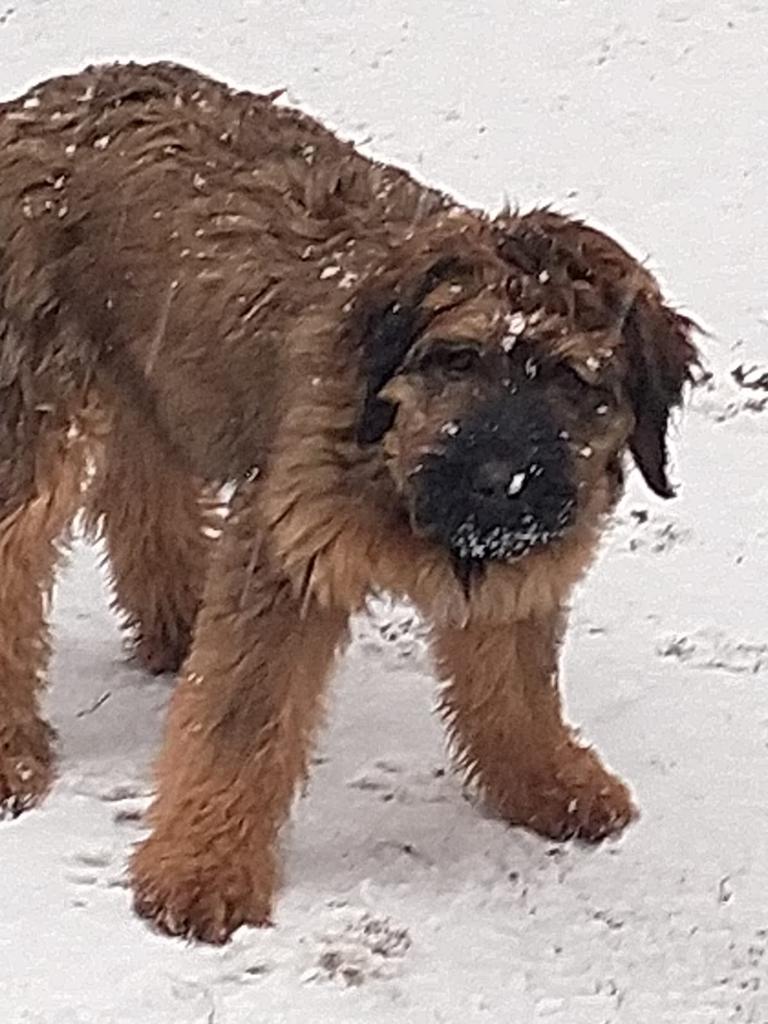 Neve, non solo disagi, ecco chi scodinzola contento VIDEO