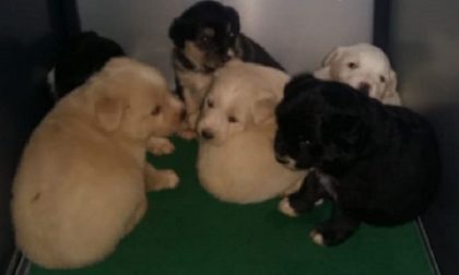 Sette cuccioli abbandonati insieme alla mamma in un fossato FOTO