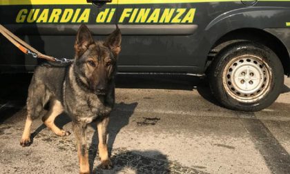 Sequestrata cocaina su un Flixbus a Brogeda grazie alla segnalazione di Gaby FOTO E VIDEO