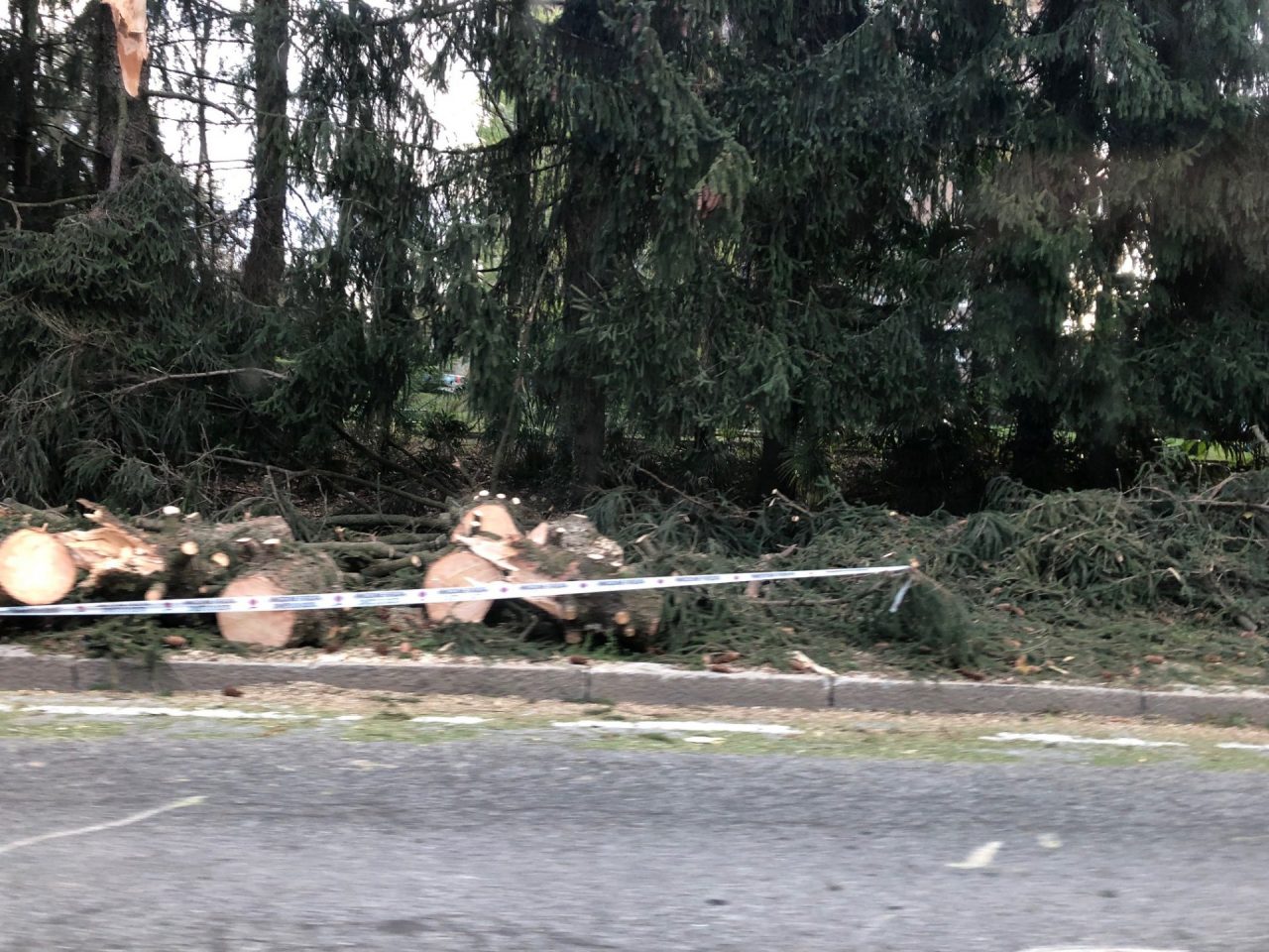 Vento oltre i 100 chilometri orari: piante cadute e disagi