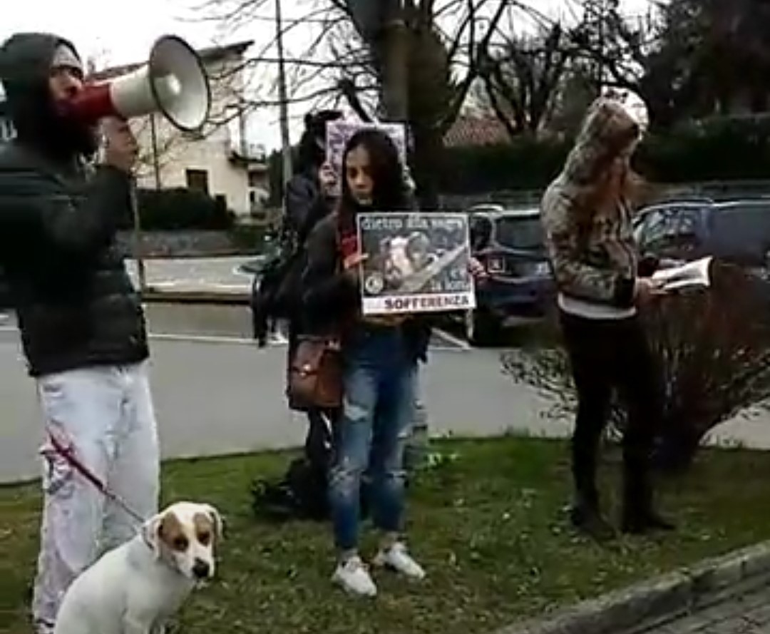 Animalisti ad Albavilla contro la sagra del “Maiale in pentola”